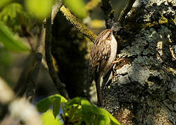 Short-toed Treecreeper