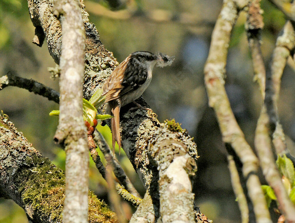 Short-toed Treecreeper