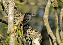 Short-toed Treecreeper