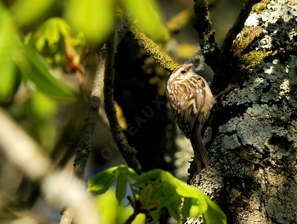 Short-toed Treecreeper