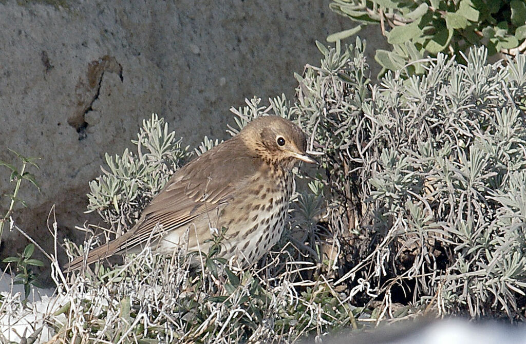 Song Thrush