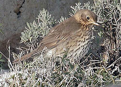 Song Thrush