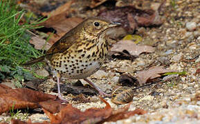 Song Thrush