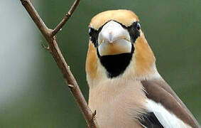 Hawfinch