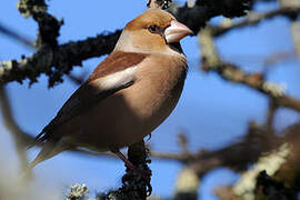 Hawfinch