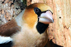 Hawfinch