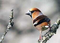 Hawfinch