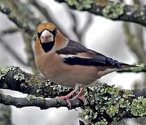 Hawfinch