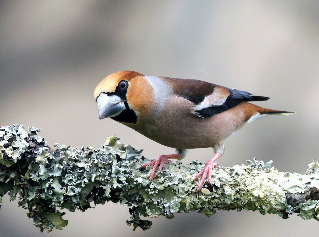 Hawfinch male adult