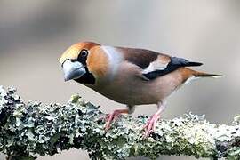 Hawfinch