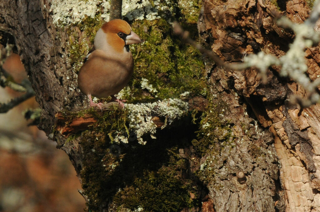 Hawfinch male adult