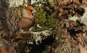 Hawfinch