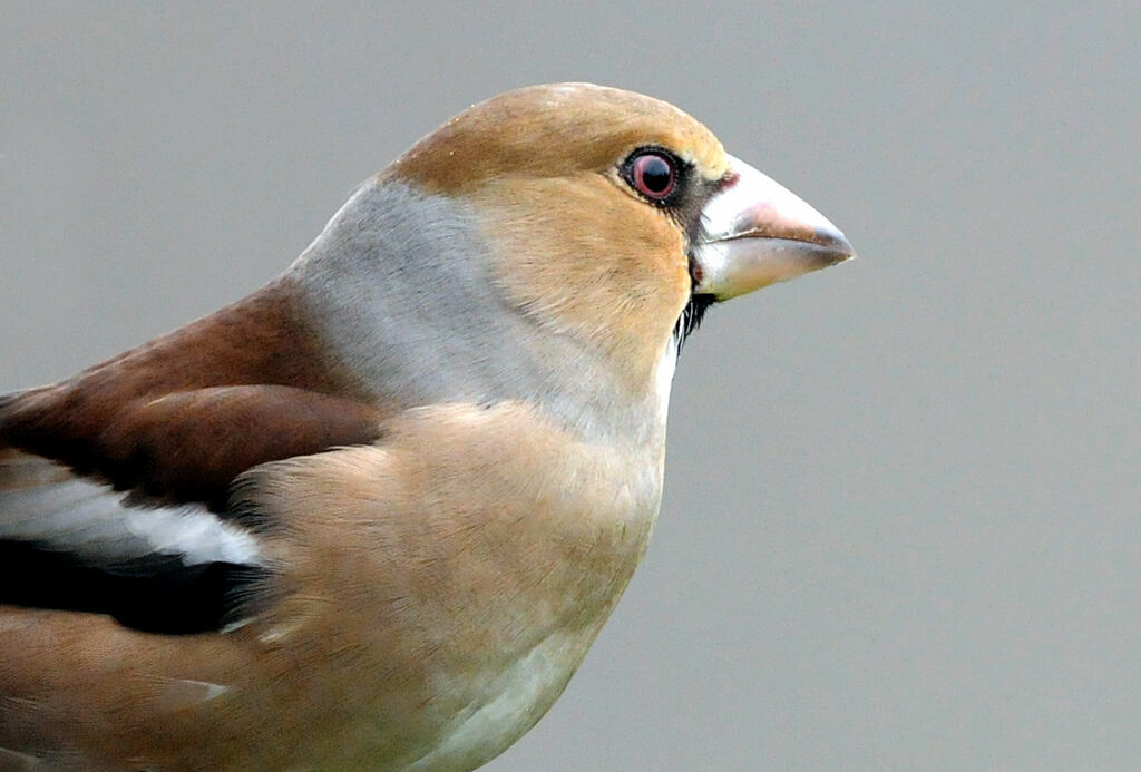 Hawfinch