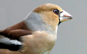 Hawfinch