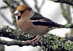 Hawfinch