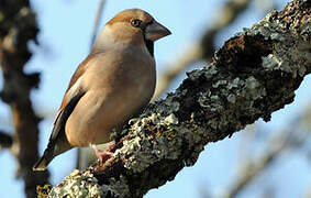 Hawfinch