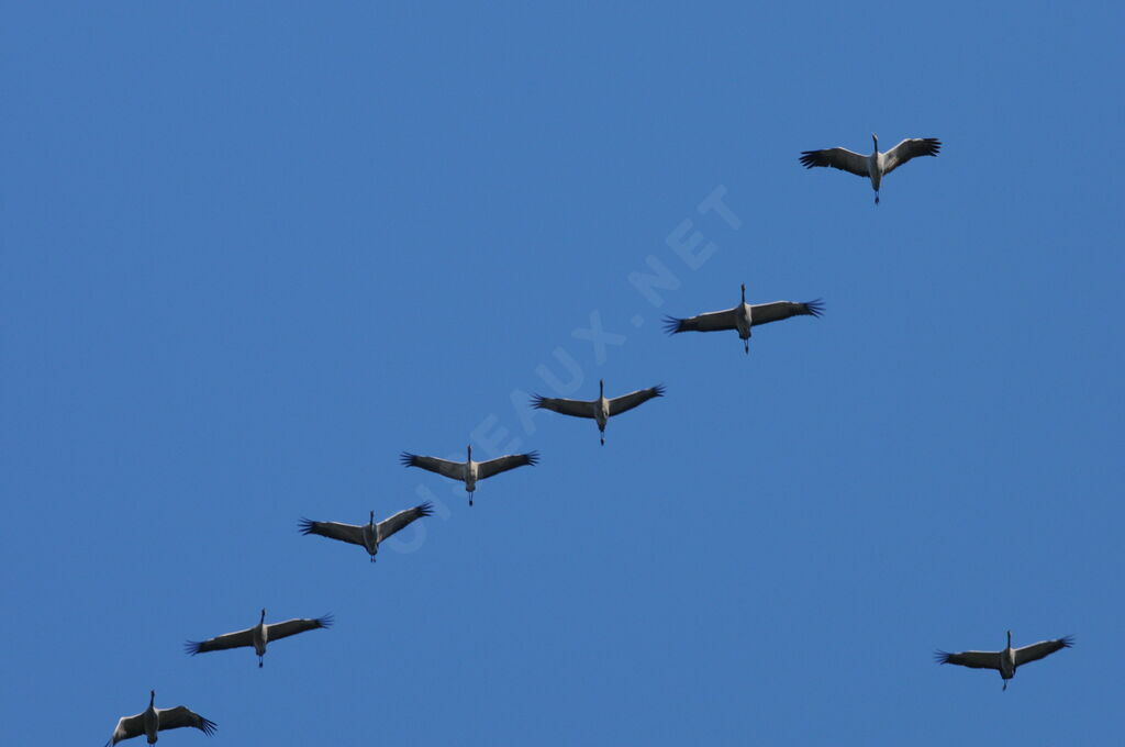 Common Crane