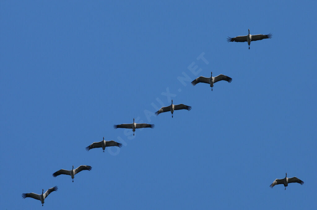 Common Crane