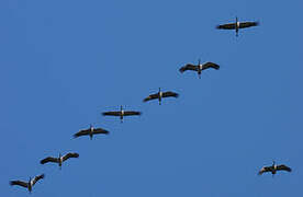 Common Crane