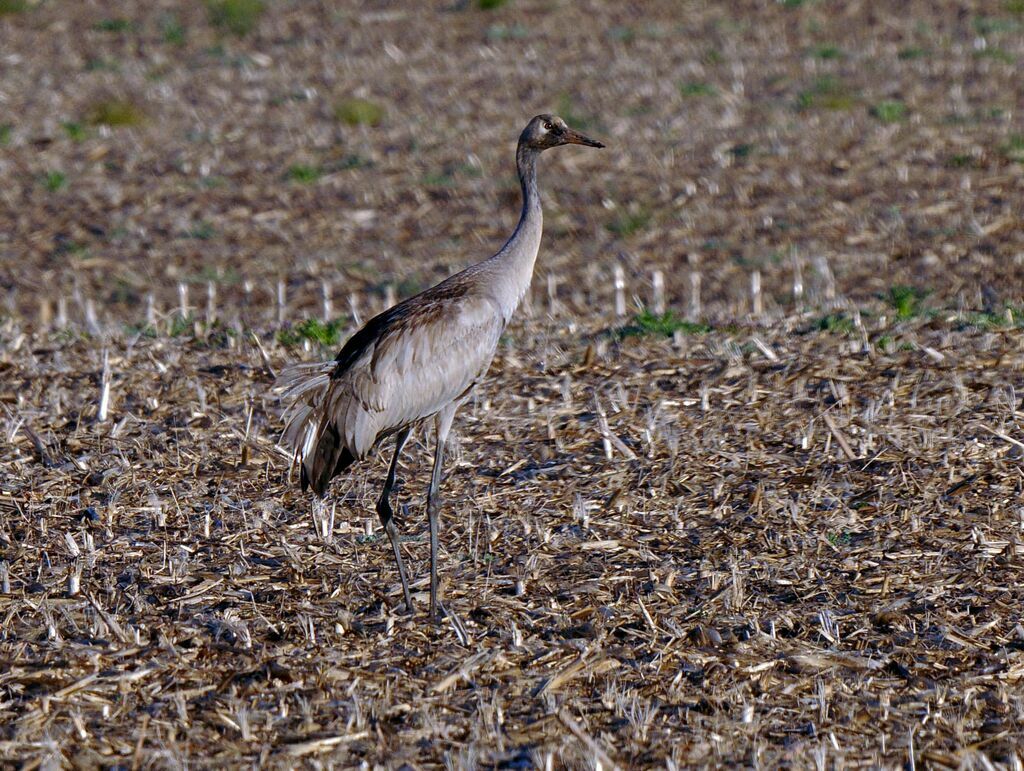 Common Craneimmature