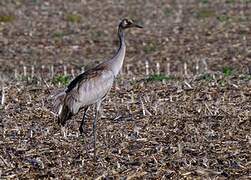 Common Crane