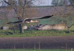 Common Crane