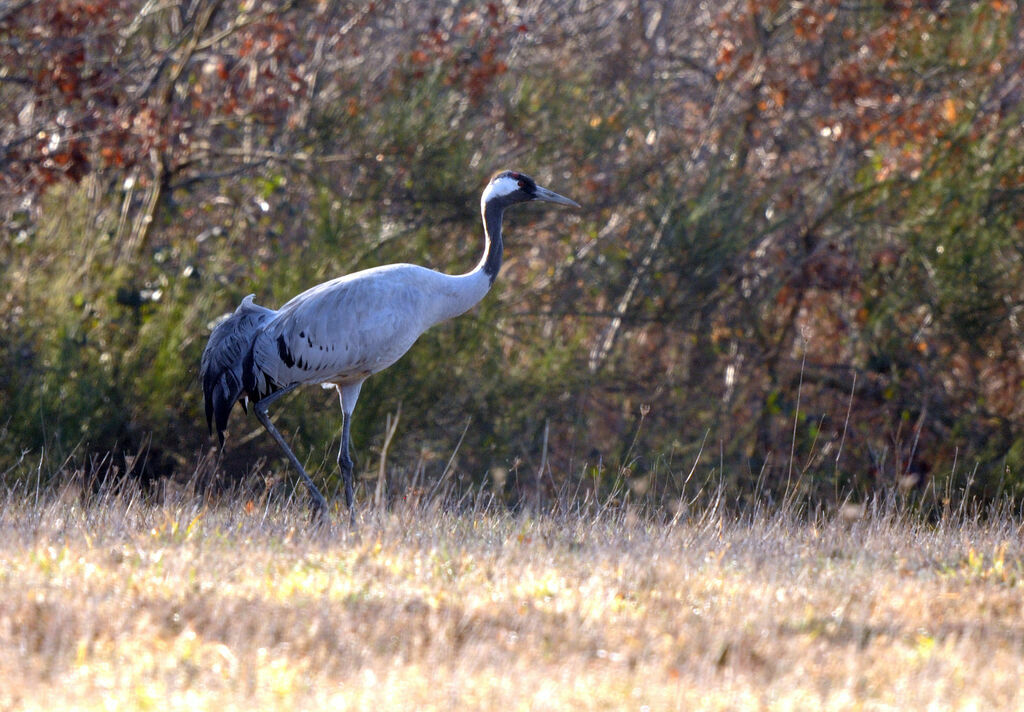 Common Crane