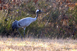 Common Crane