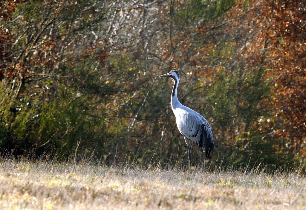 Common Crane