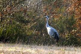 Common Crane