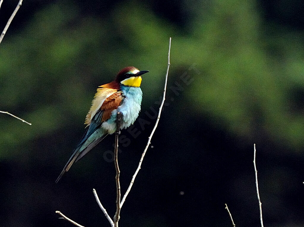 European Bee-eater male adult breeding