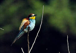 European Bee-eater