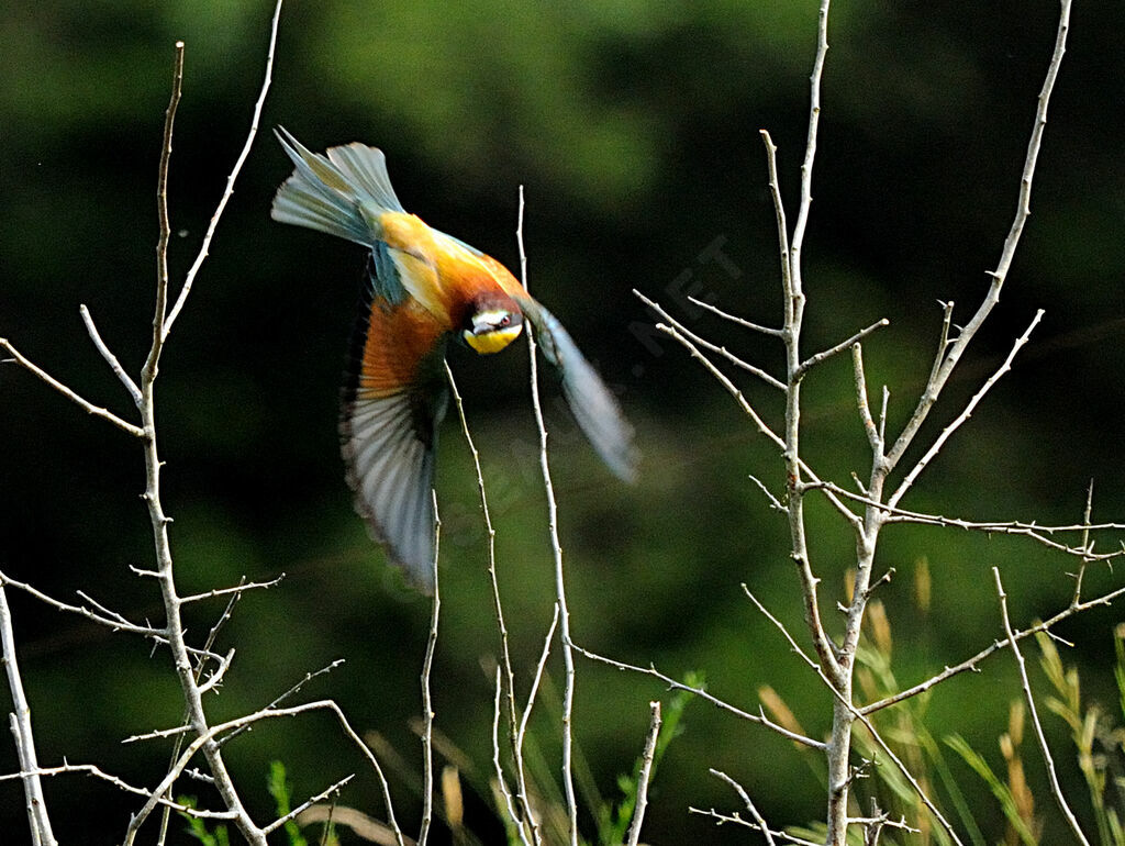 European Bee-eater male adult breeding