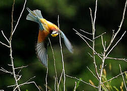 European Bee-eater