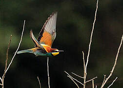 European Bee-eater