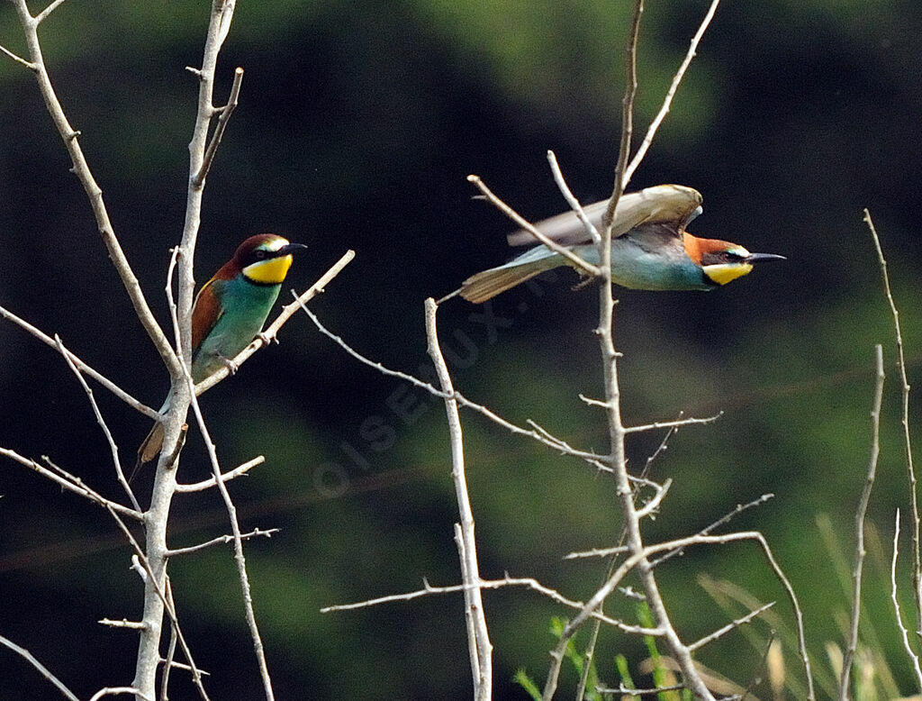European Bee-eater male adult breeding