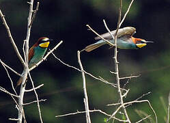 European Bee-eater