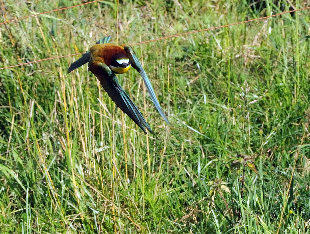 European Bee-eater