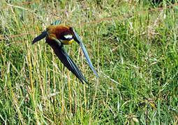 European Bee-eater