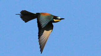 European Bee-eater