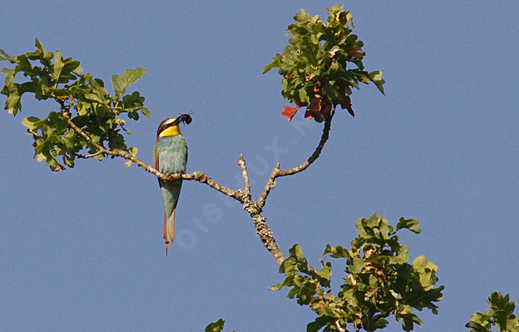 European Bee-eater