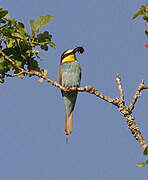 European Bee-eater