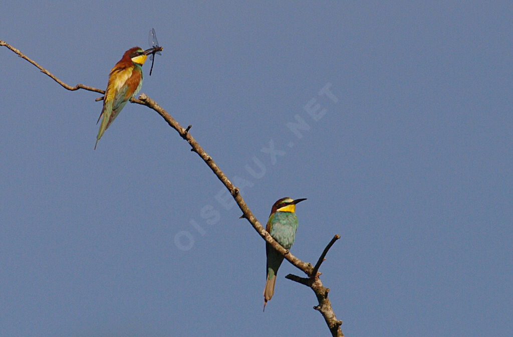 European Bee-eater