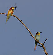 European Bee-eater