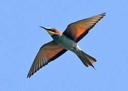 European Bee-eater