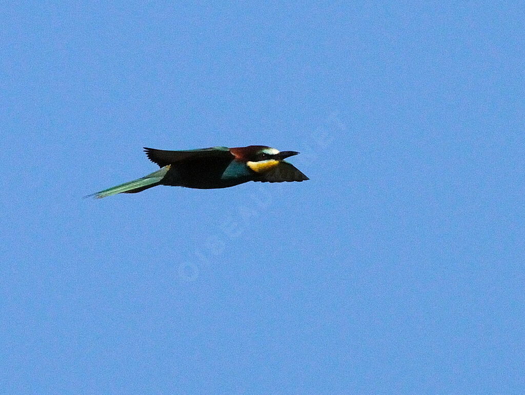 European Bee-eater