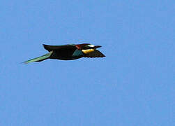 European Bee-eater