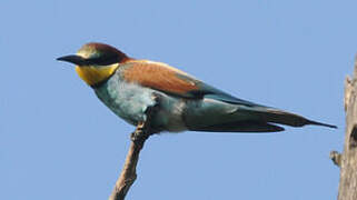 European Bee-eater