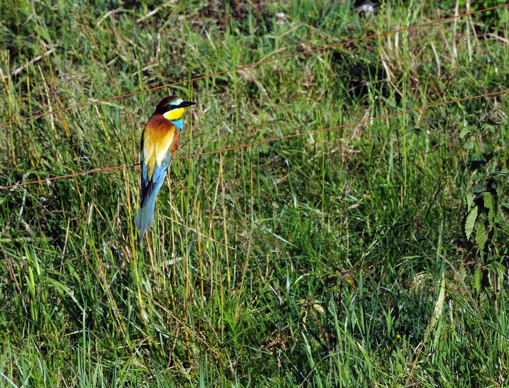 European Bee-eater