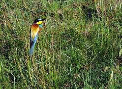 European Bee-eater